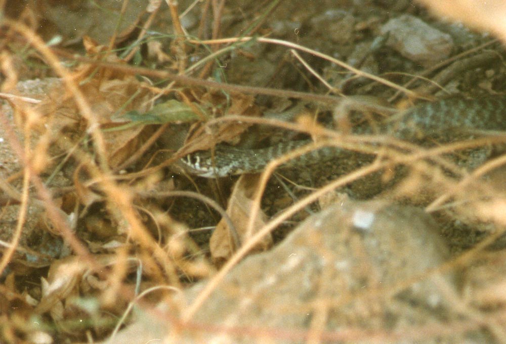 Cannibalismo nella specie Hierophis viridiflavus